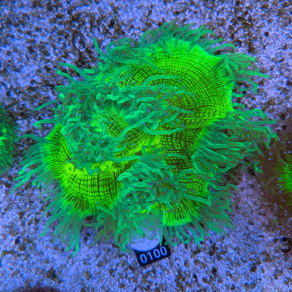 Ultra Green Elegance Coral