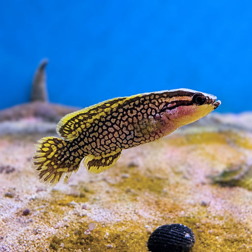 Blackfin Soapfish