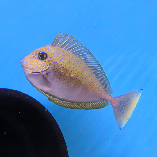 Vlamingii Tang