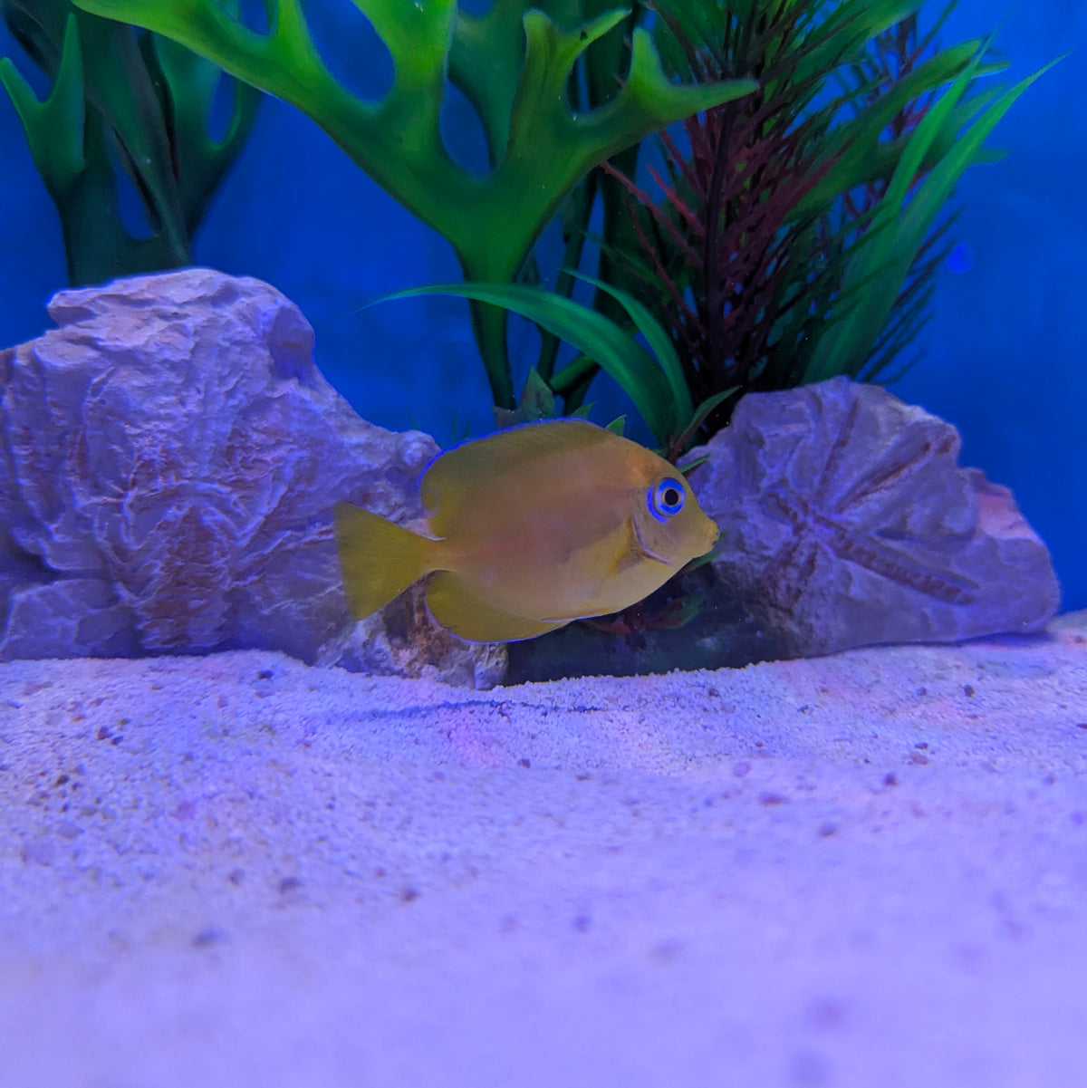 Atlantic Blue Tang