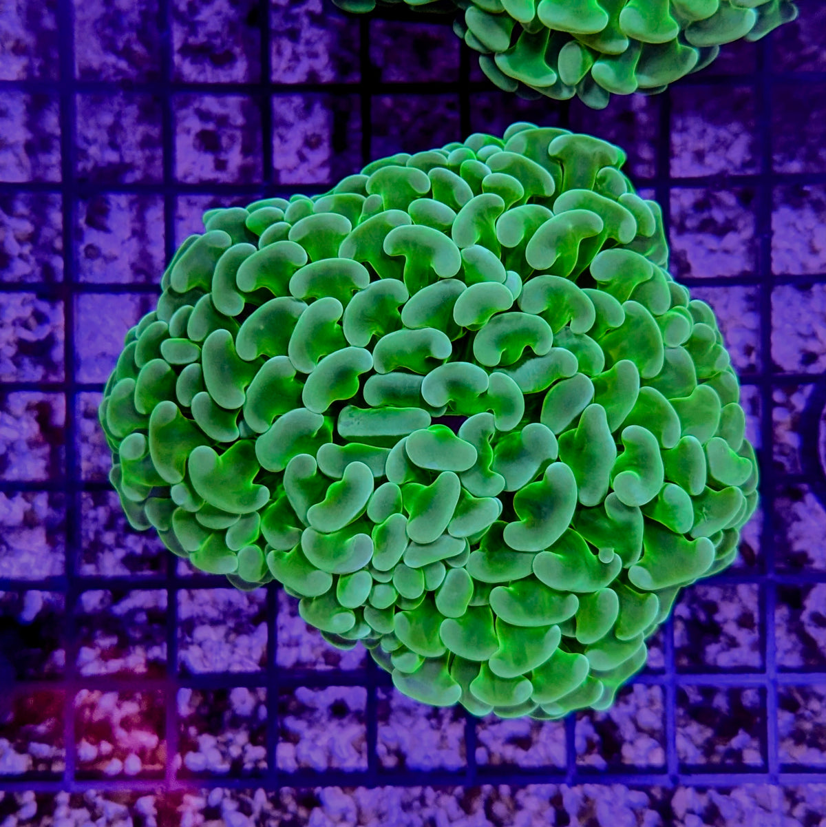 Ultra Green Wall Hammer