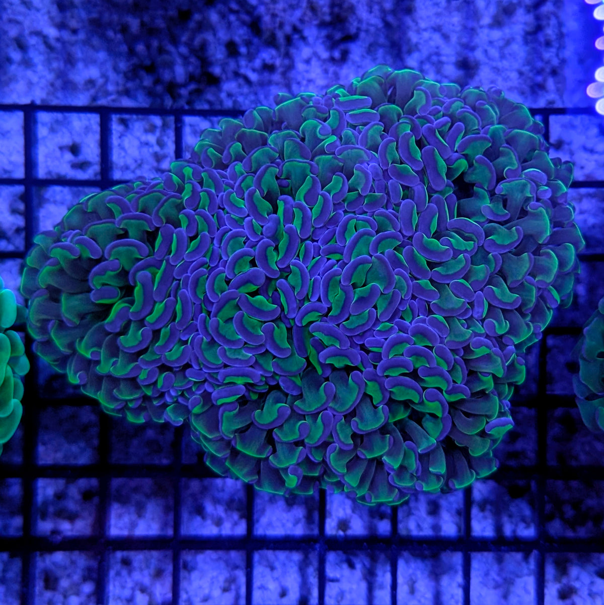 Green Purple-Tip Wall Hammer Coral