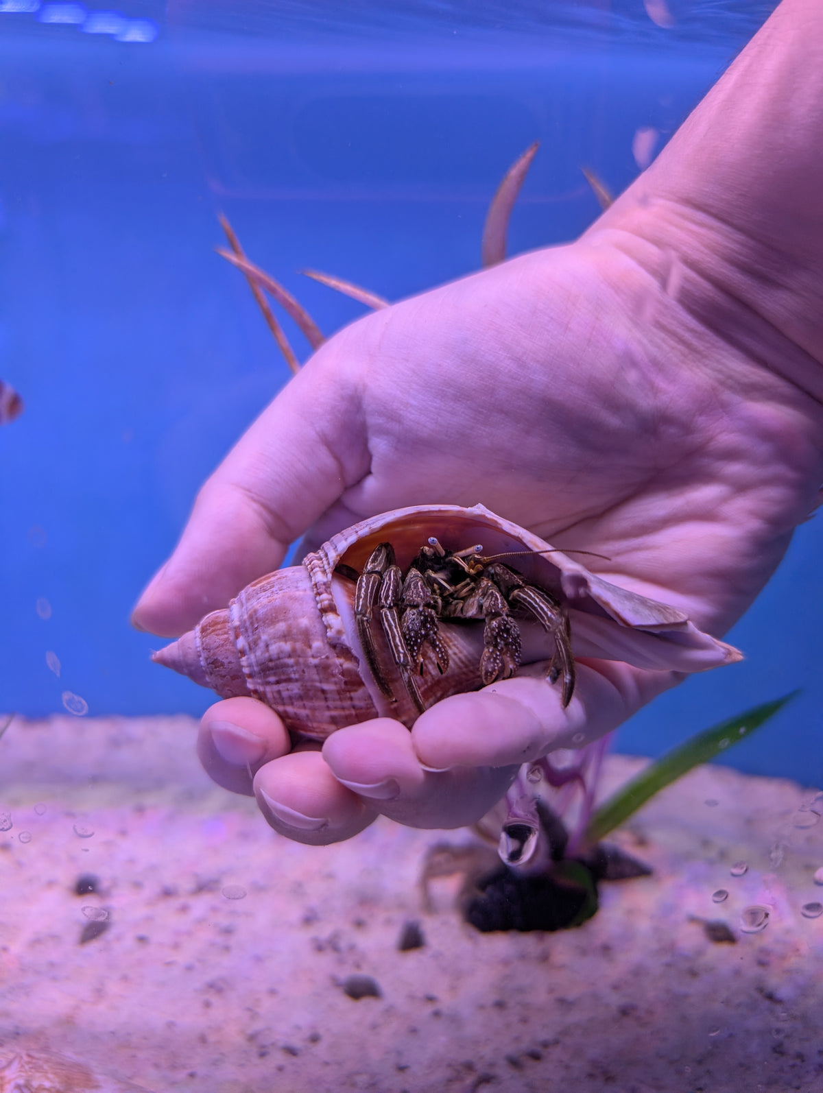 Giant Hermit Crab