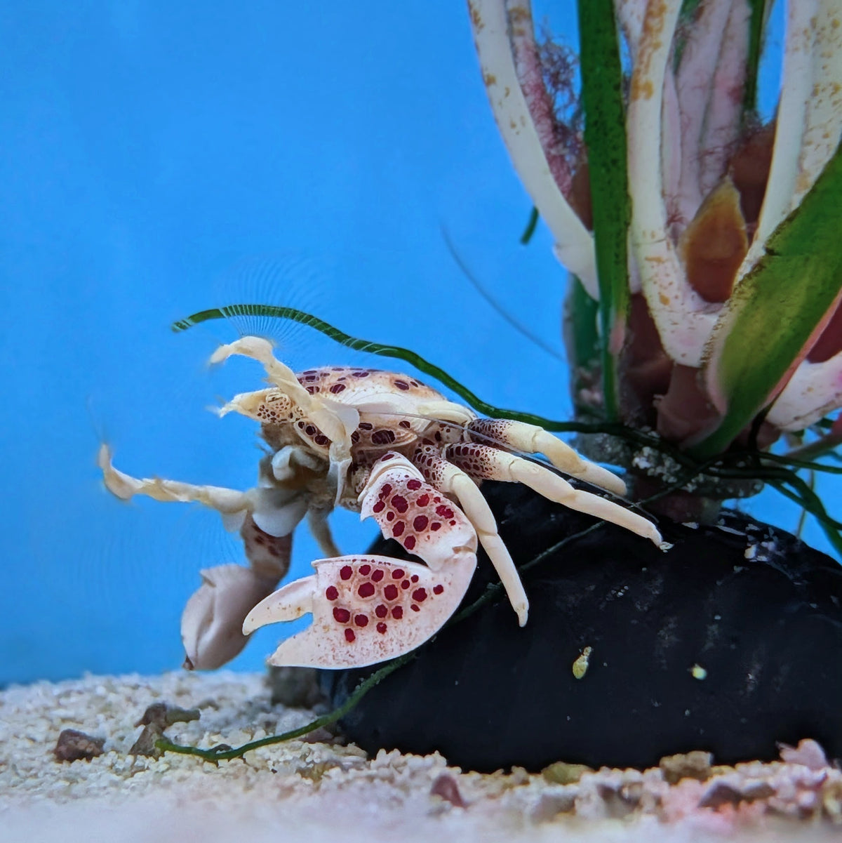 Porcelain Crab