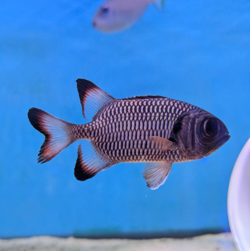 Big Eye Squirrelfish