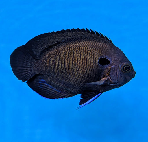 Bluefin Angelfish