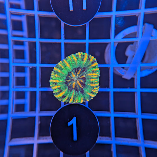 Button Scoly WYSIWYG #4101