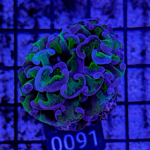 Bicolor Wall Hammer Coral
