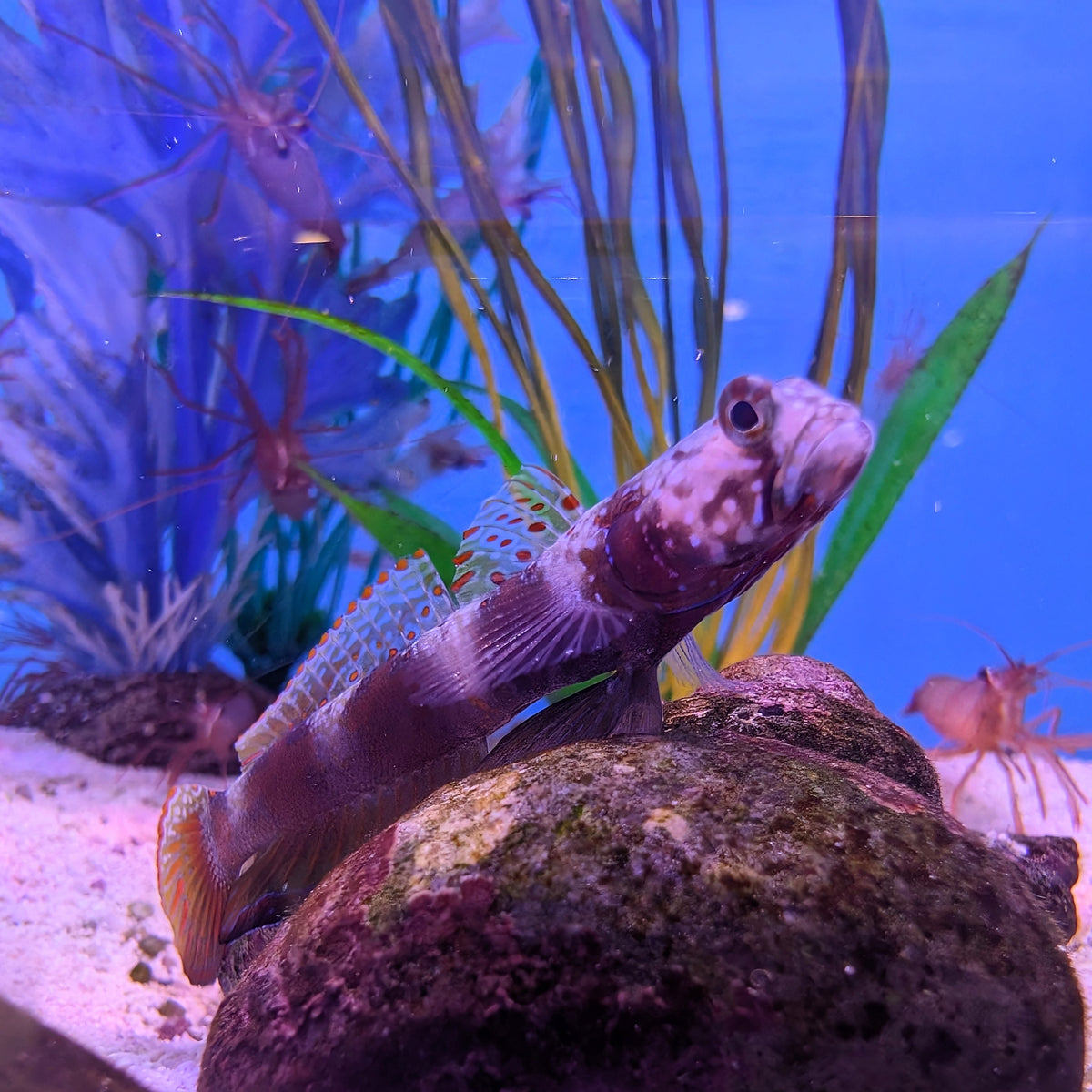 Wide-barred Shrimp Goby