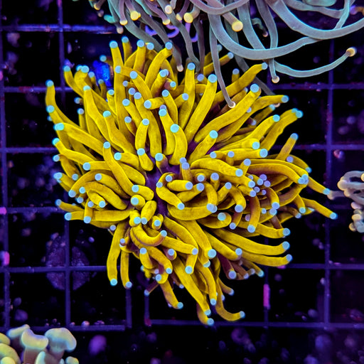 Orange Frost-Tipped Torch Coral