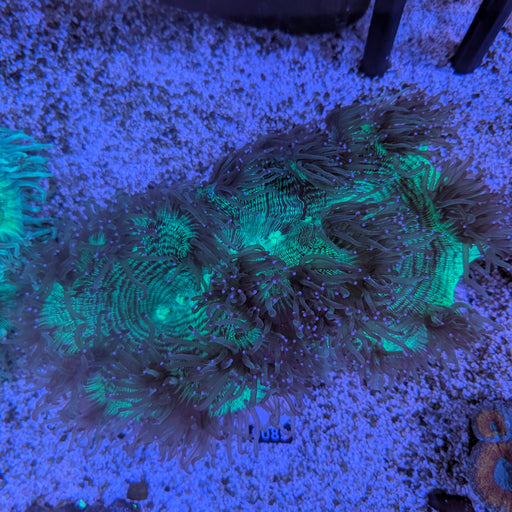 Pink Tip Elegance Coral