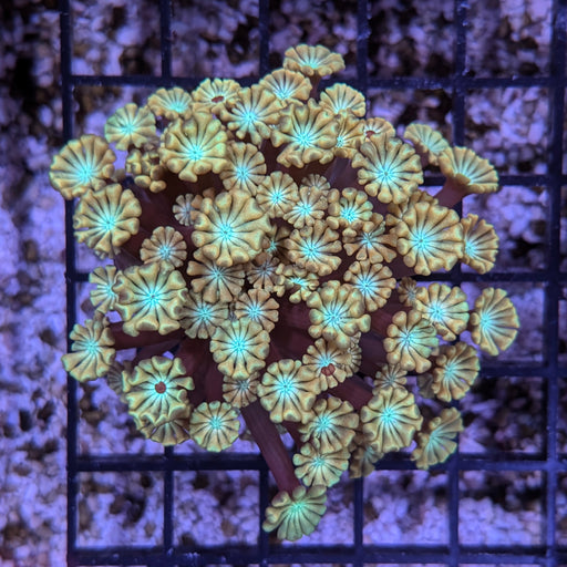 Gold Alveopora