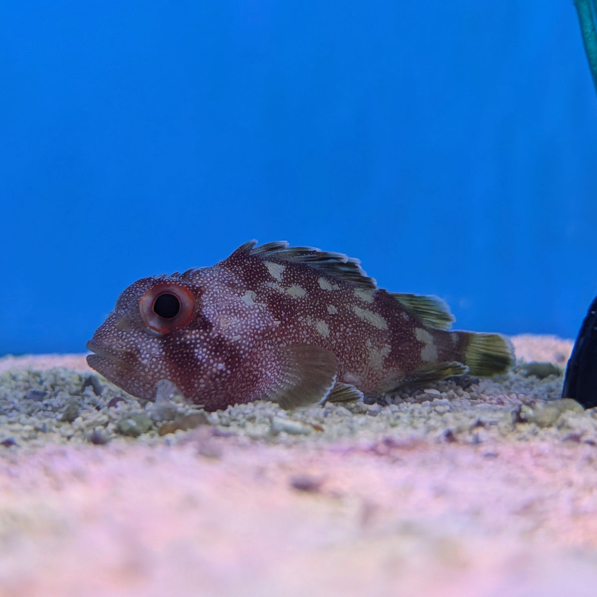 Yellowspotted Pygmy Scorpionfish
