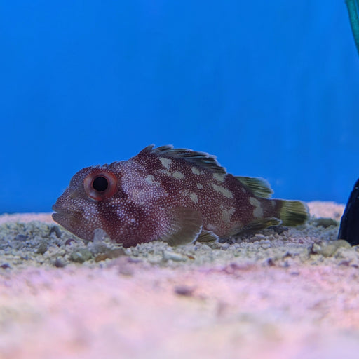 Yellowspotted Pygmy Scorpionfish