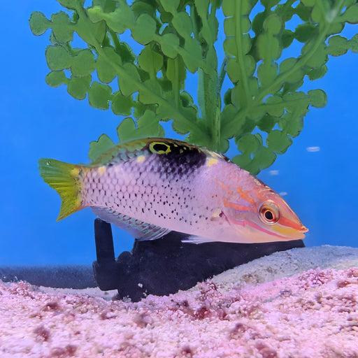 Checkerboard Wrasse
