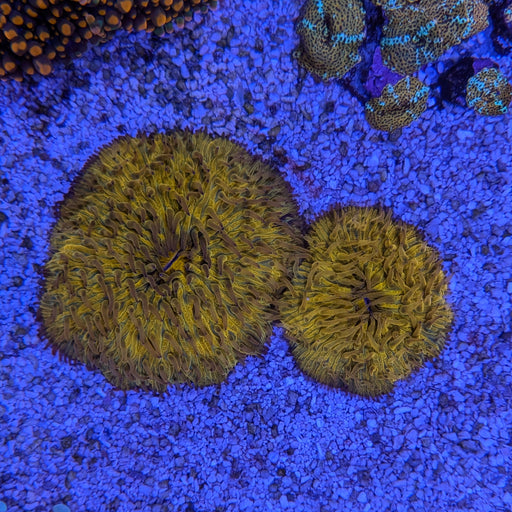 Orange Plate Coral