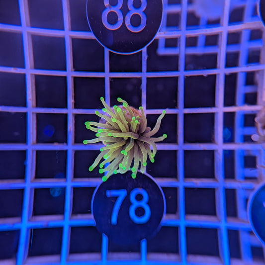 Green Torch WYSIWYG #4178