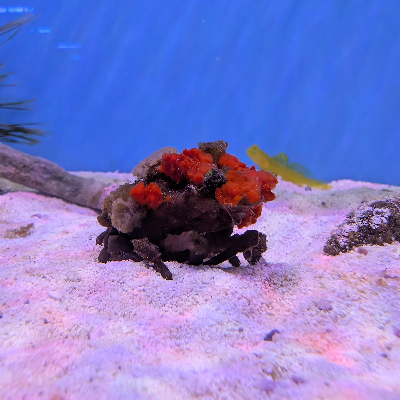 Decorator Crab