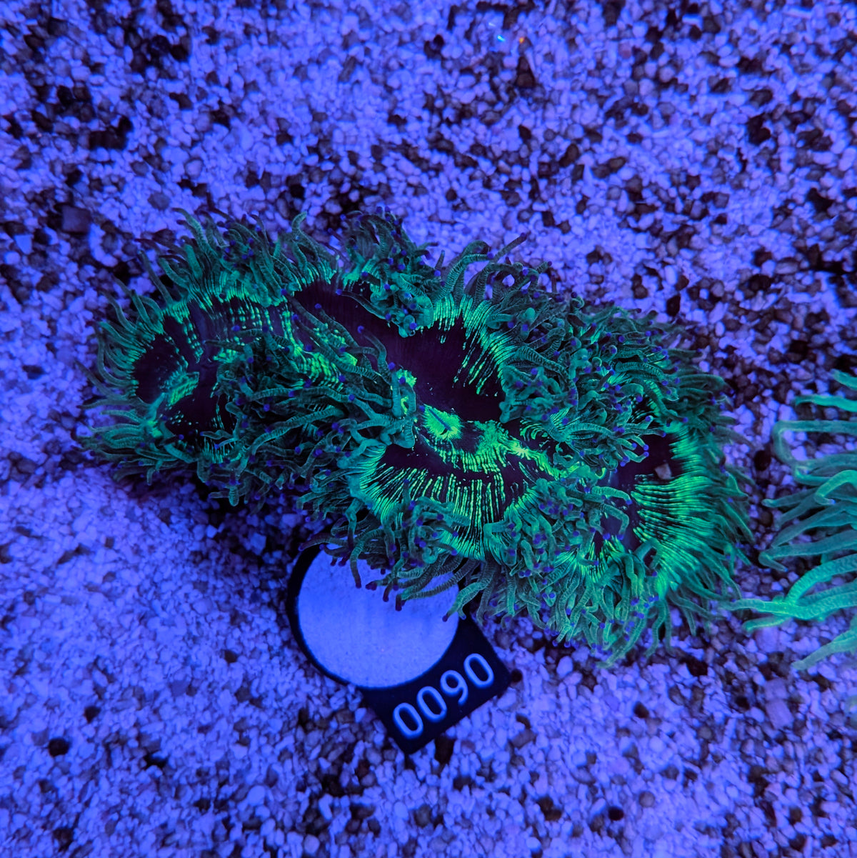 Purple Tip Elegance Coral