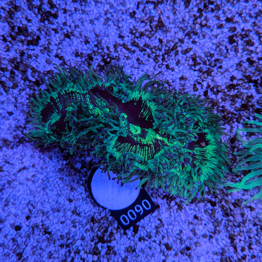 Purple Tip Elegance Coral