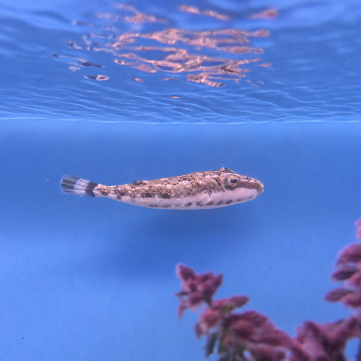 Bandtail Puffer