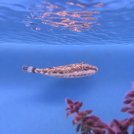 Bandtail Puffer
