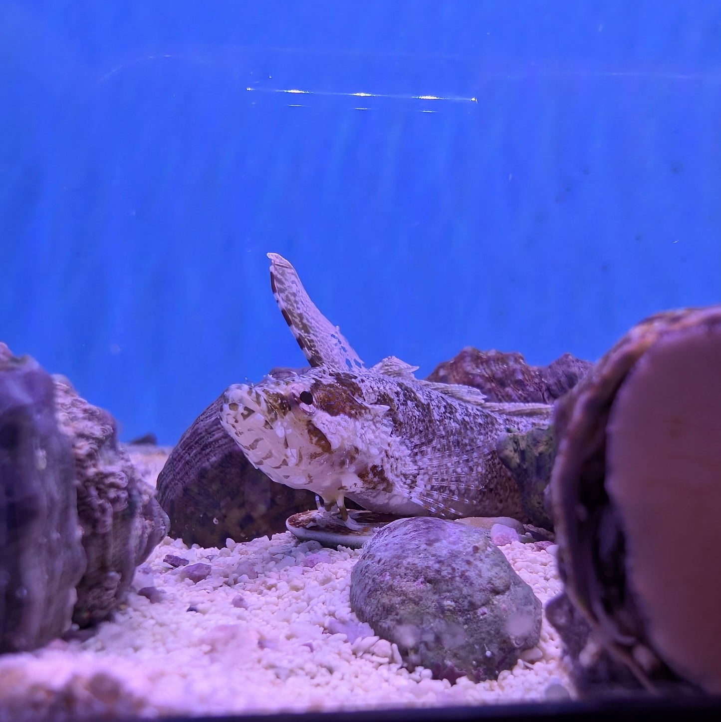 Rhino Blenny
