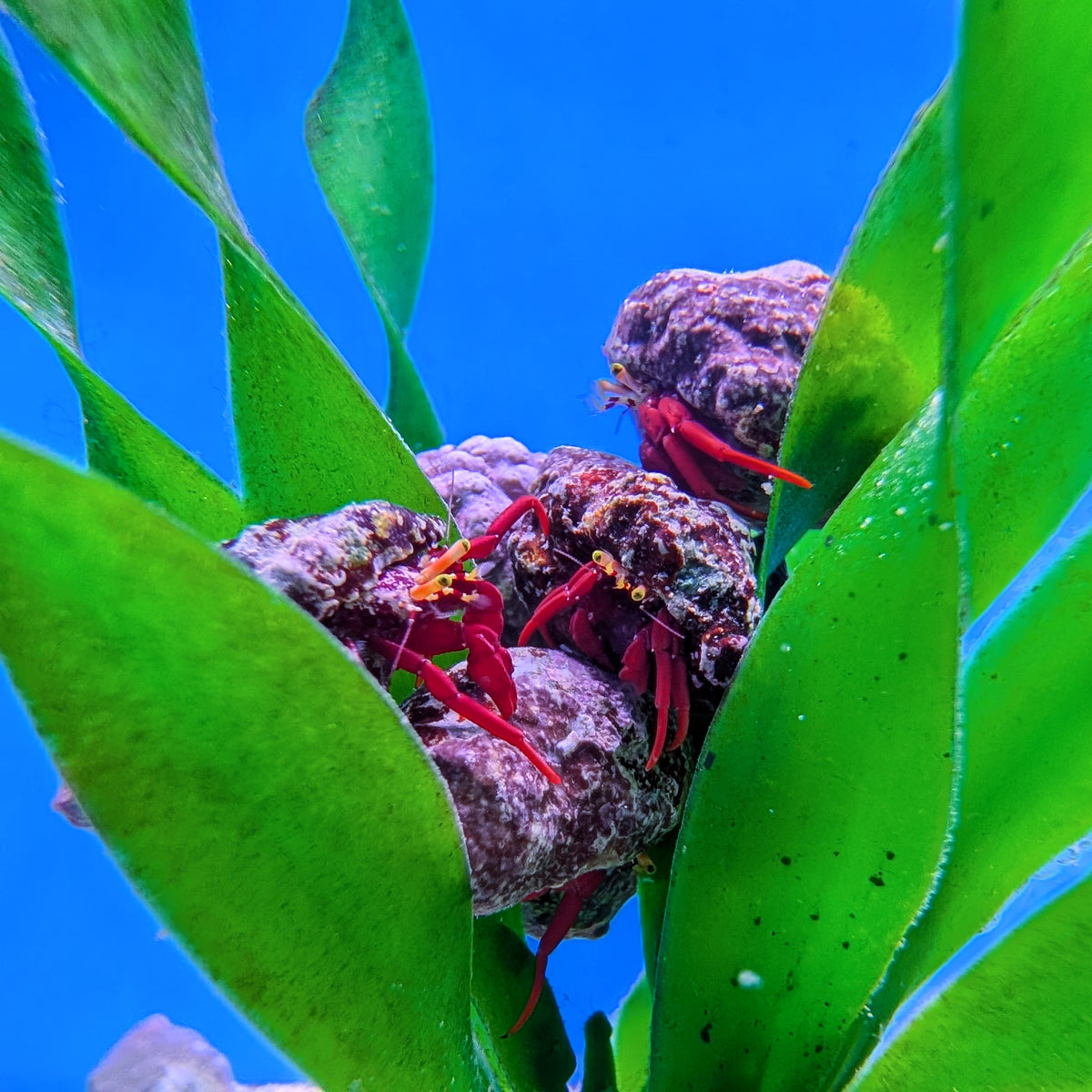 Scarlet Hermit Crab