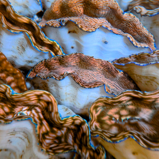 Cultured Derasa Clam