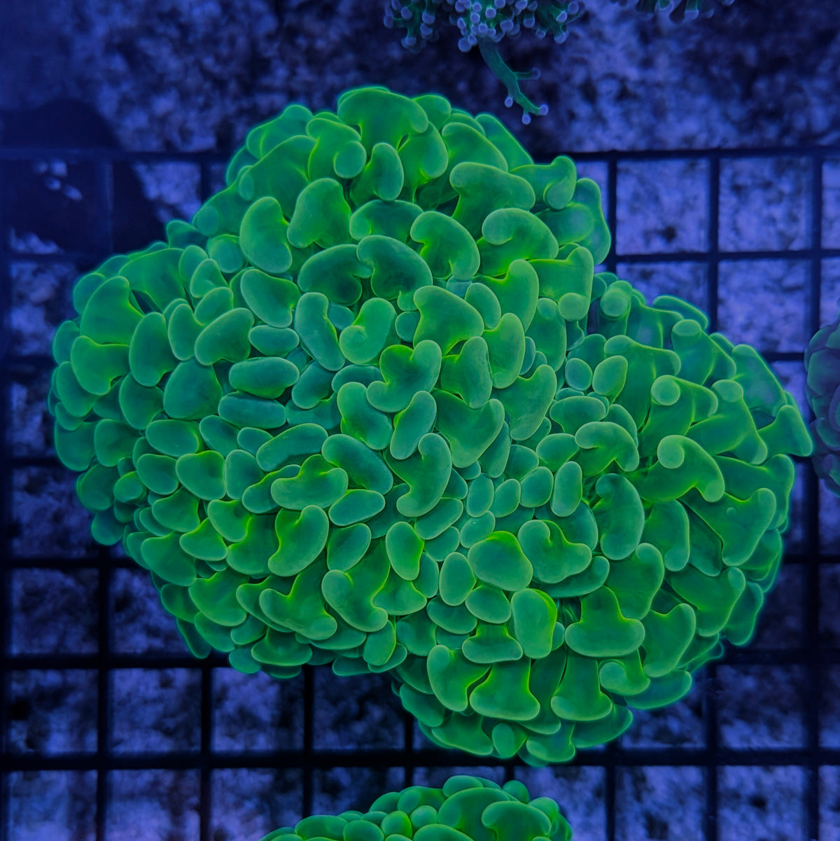 Ultra Green Wall Hammer