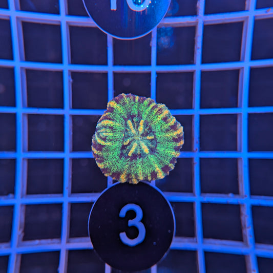 Button Scoly WYSIWYG #4103
