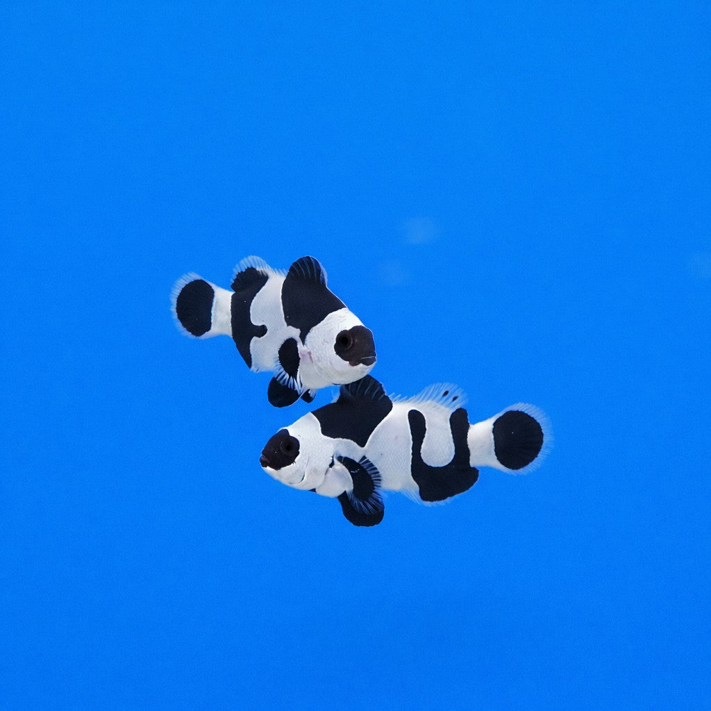 Black Storm Clownfish