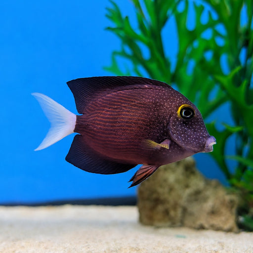 White Tail Bristletooth Tang