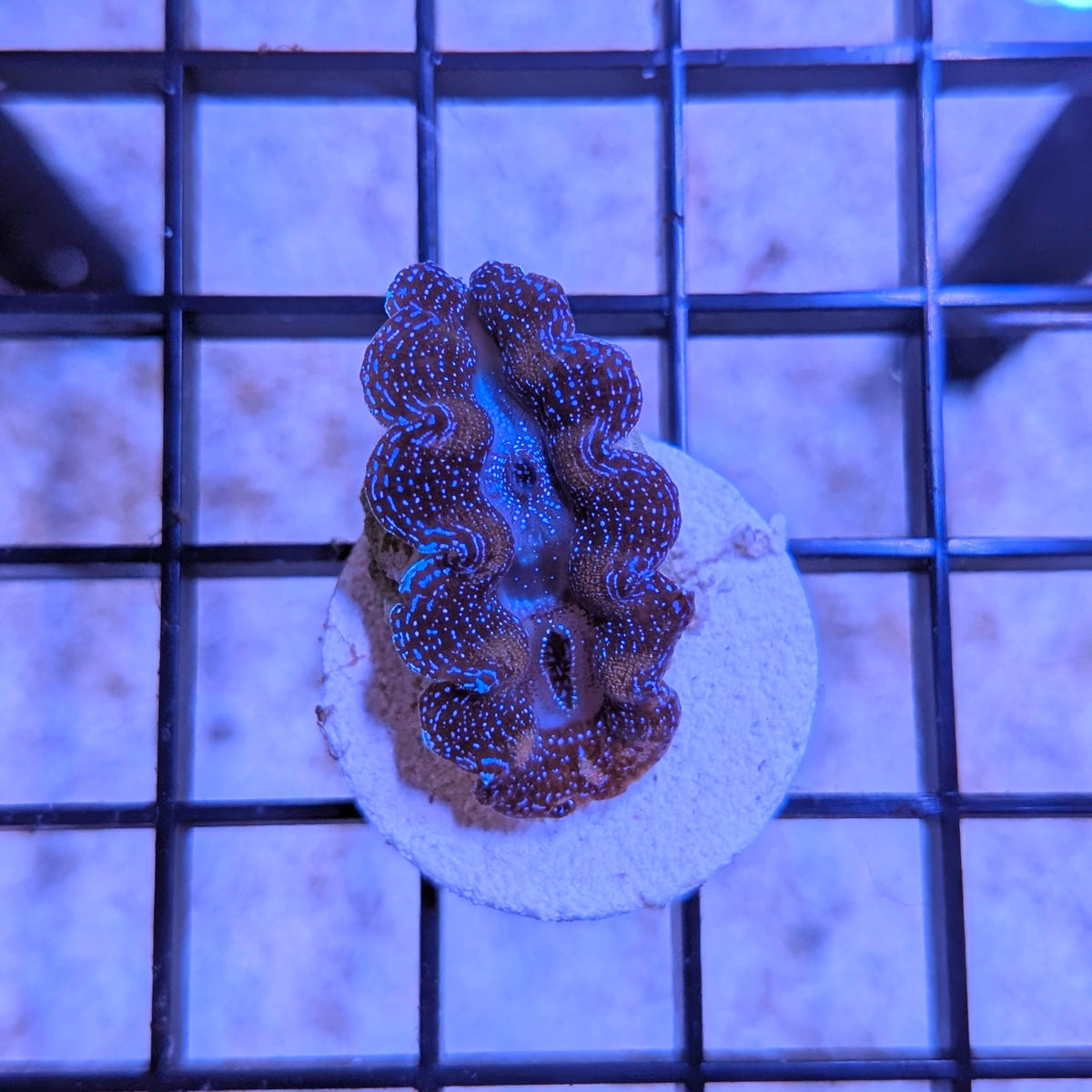 Cultured Crocea Clam