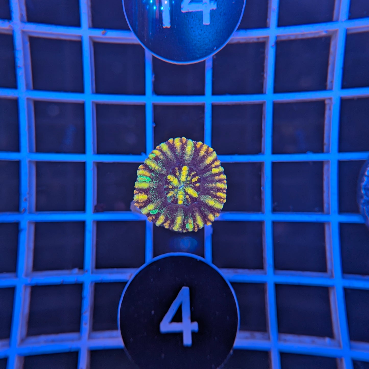 Button Scoly WYSIWYG #4104