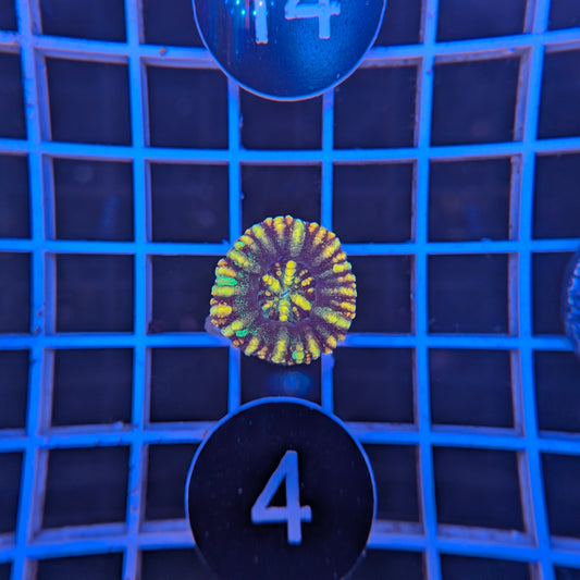 Button Scoly WYSIWYG #4104