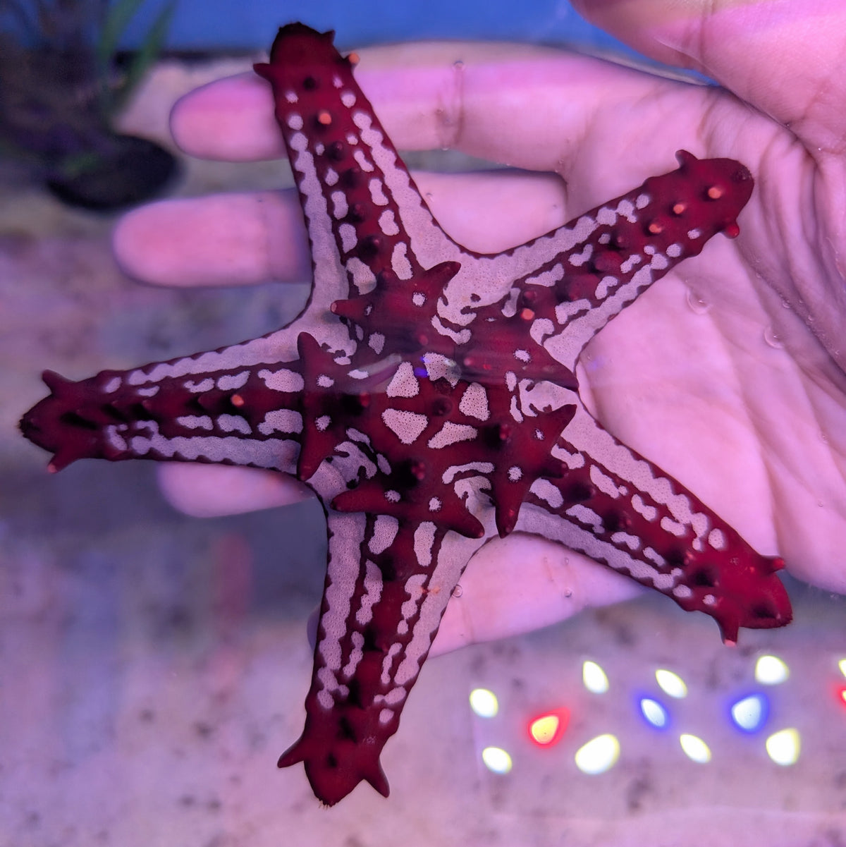 Red Knob Starfish