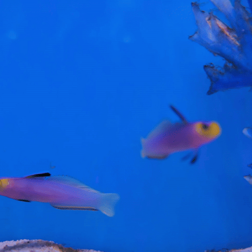 Helfrichi Firefish