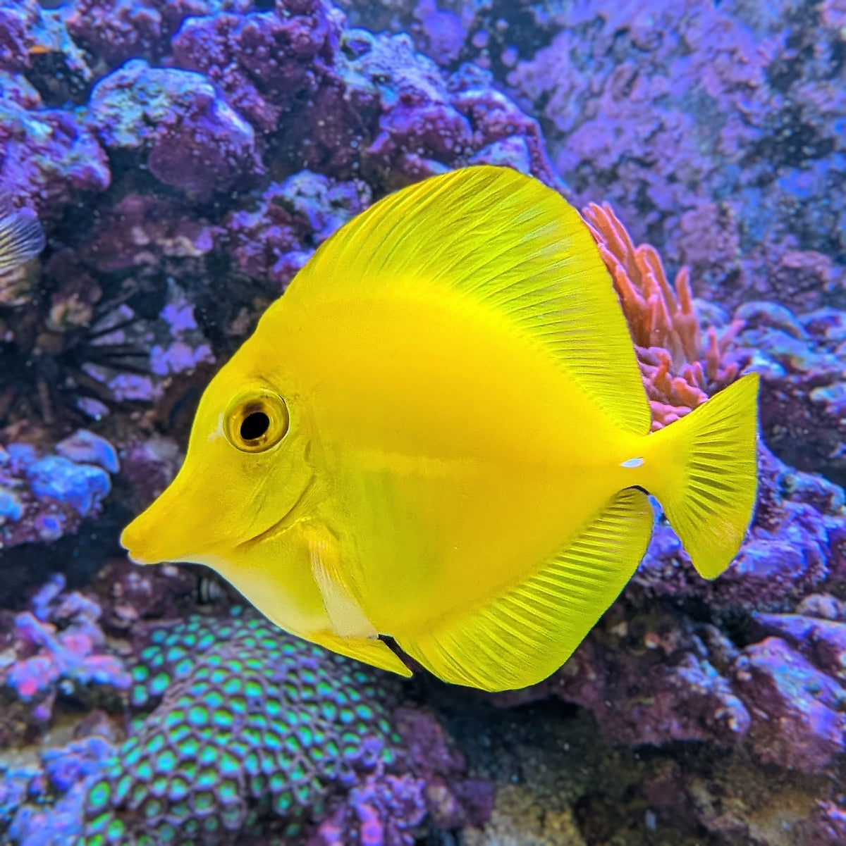 Captive-Bred Yellow Tang