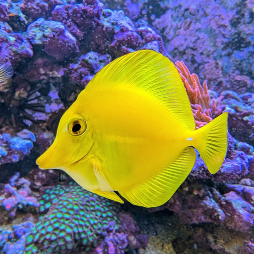 Captive-Bred Yellow Tang