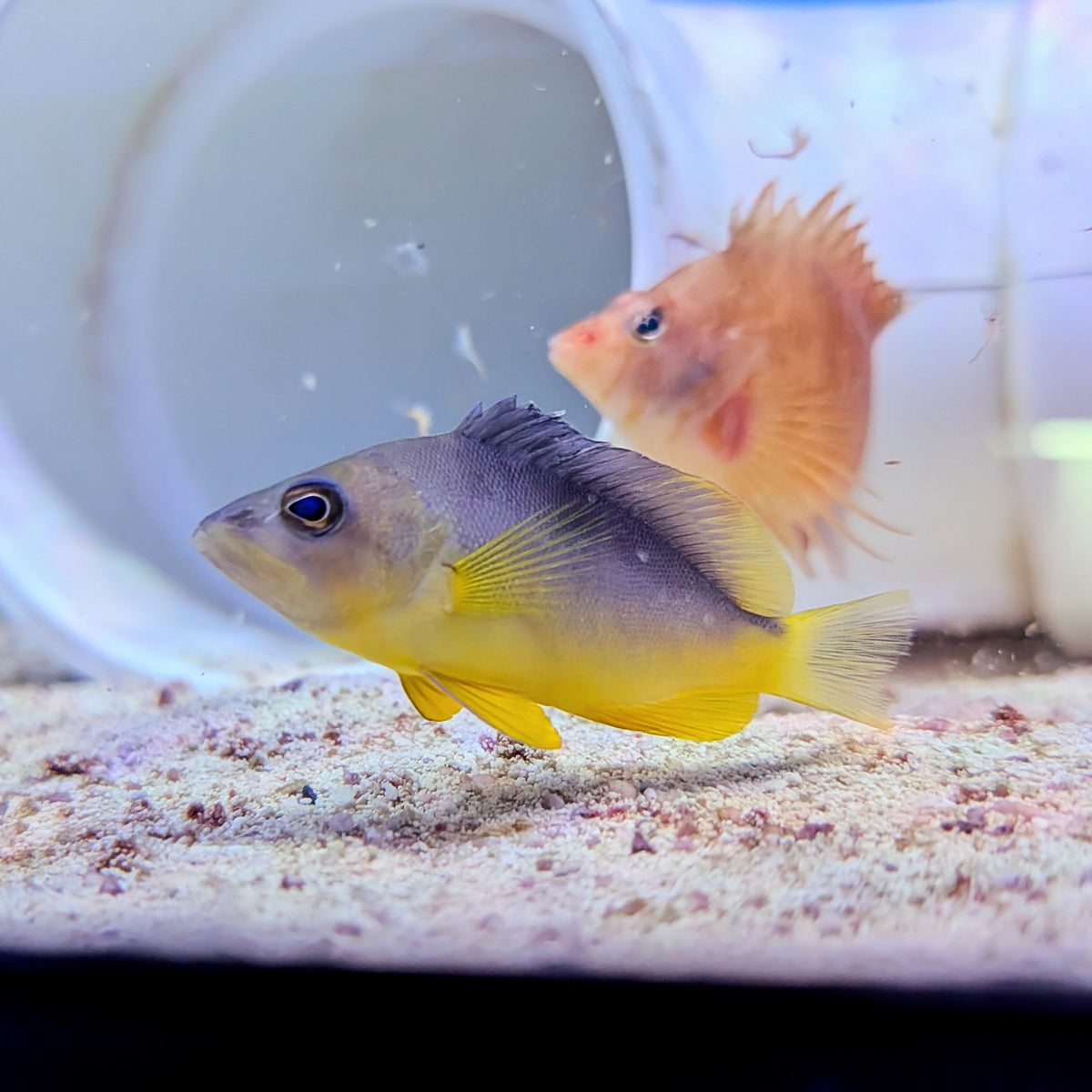 Yellow Belly Hamlet