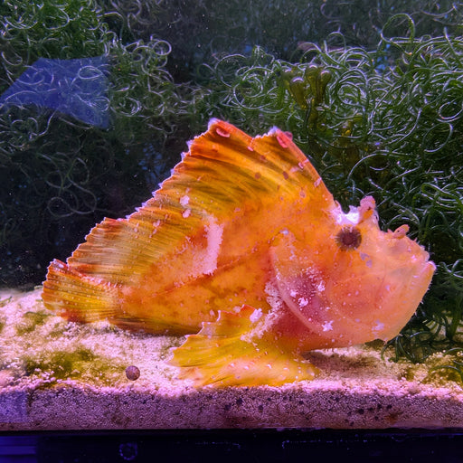 Yellow Leaf Scorpionfish