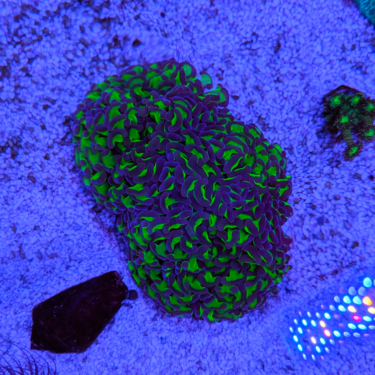 Australian Wall Hammer Colony