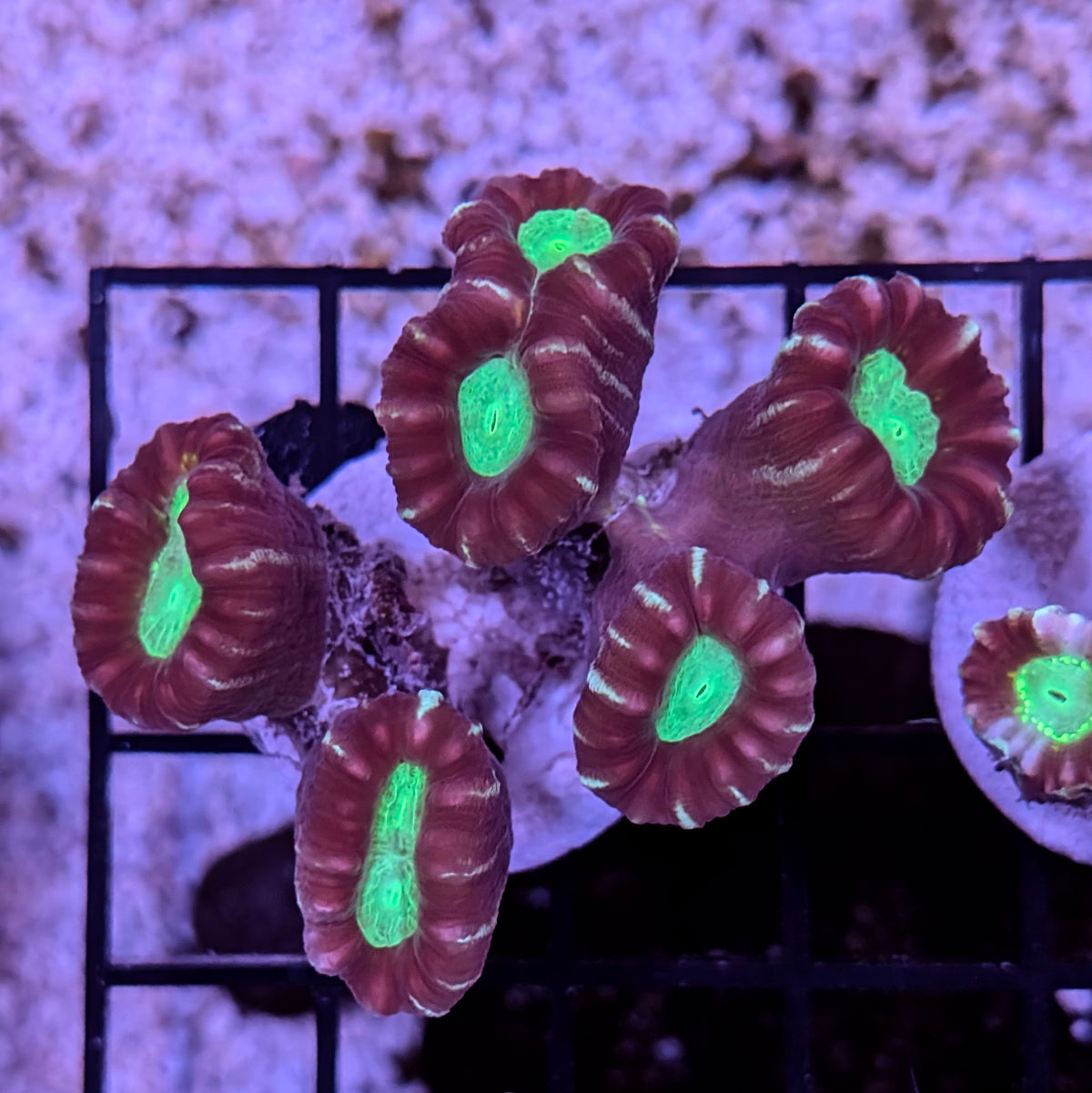 Multicolor Candy Cane Coral