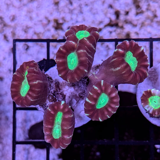 Multicolor Candy Cane Coral