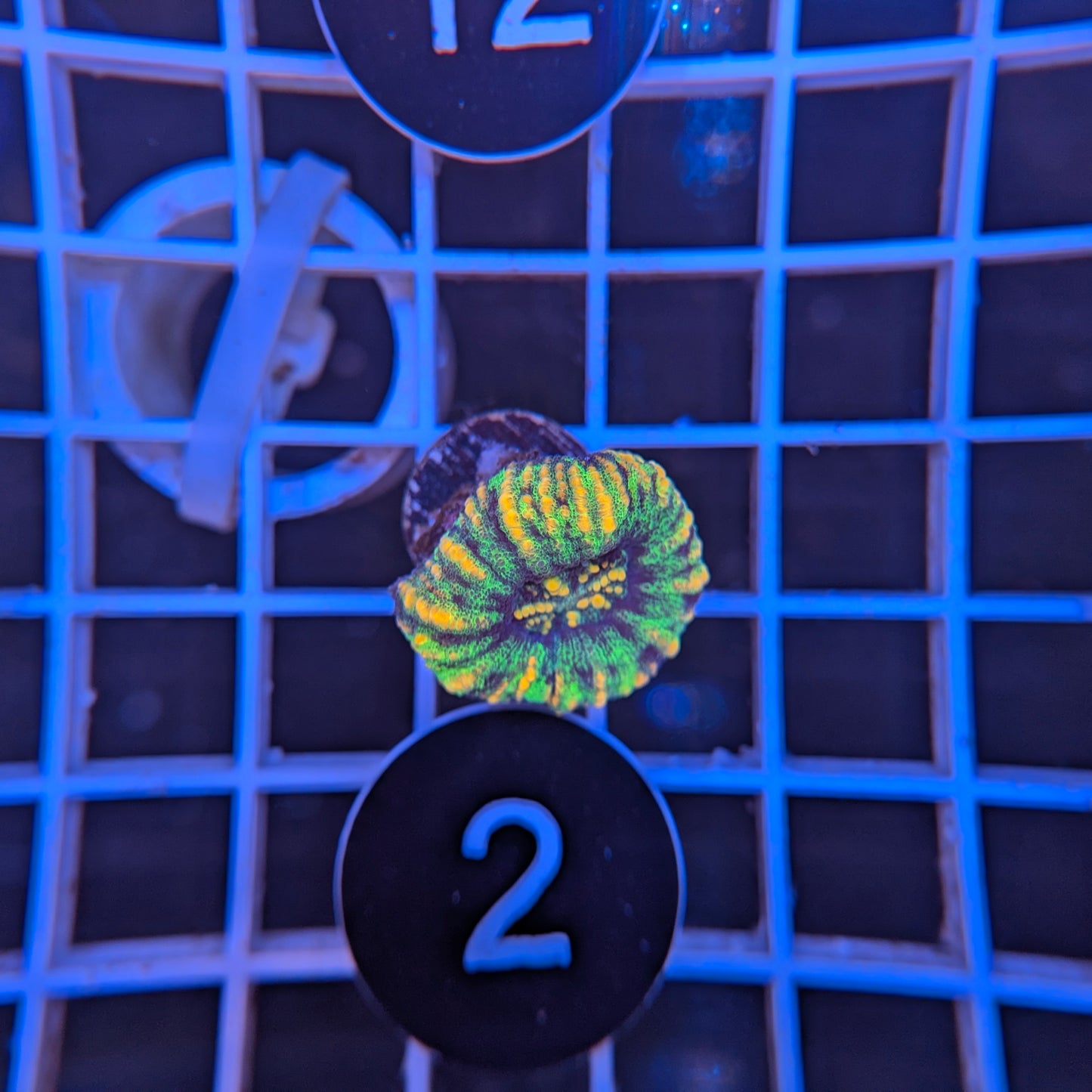 Button Scoly WYSIWYG #4102