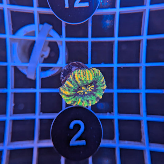 Button Scoly WYSIWYG #4102