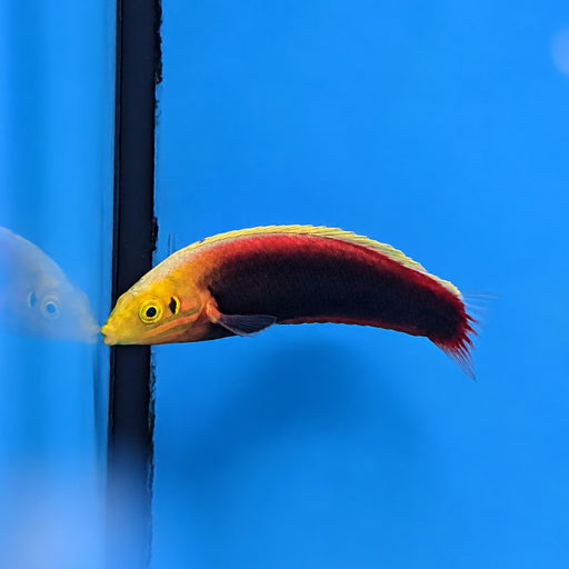 Radiant Wrasse