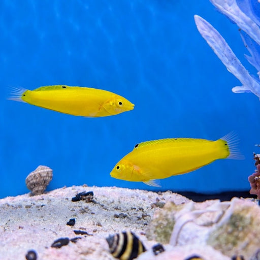 Yellow Coris Wrasse