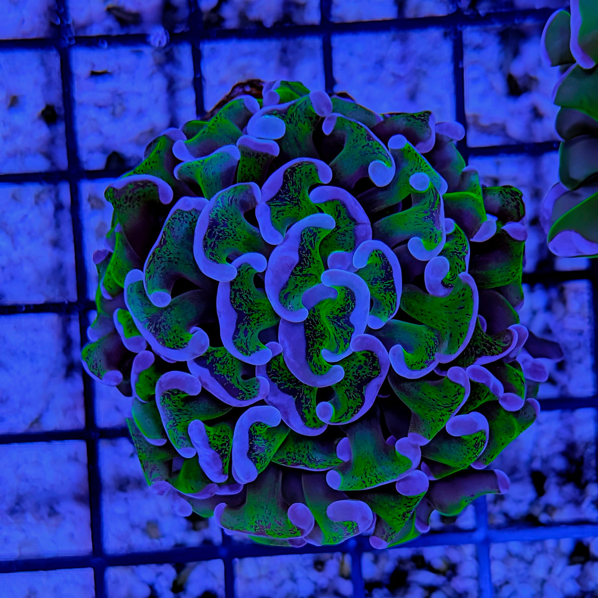 Bicolor Wall Hammer Coral
